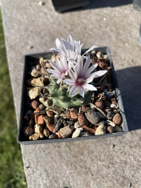 Turbinicarpus sanchez mejoradae